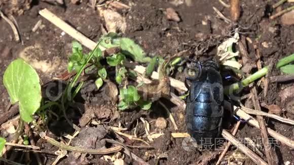 春季产欧洲油甲虫视频