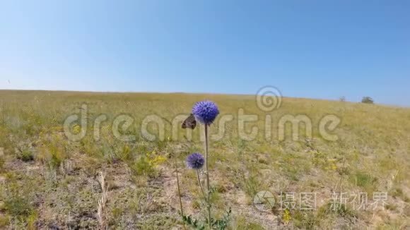 蝴蝶在美丽的蓝色球形花朵上视频