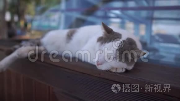 白色斑点猫睡在靠近窗户的木架上，动作缓慢