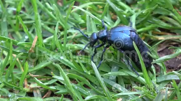 春季吃草的欧洲油甲虫