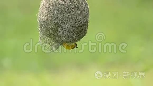 鸟巢建筑视频