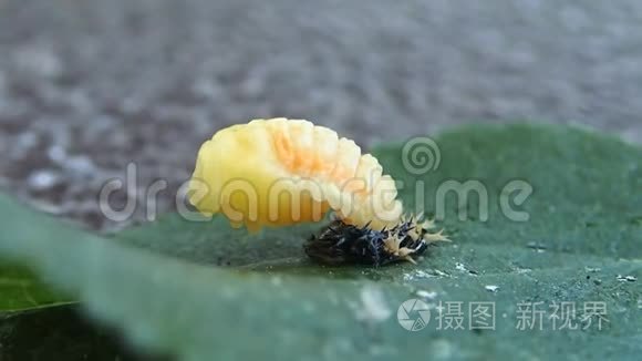 七星瓢虫uhd视频大全