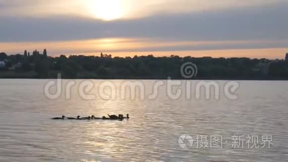 在夏日日落的背景下，鸭子漂浮在水中