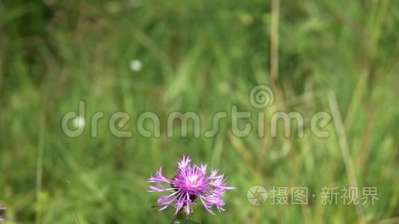 蝴蝶画夫人或大都会/瓦内萨卡迪/飞到棕色的花，慢动作