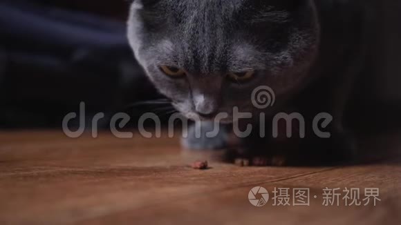 英国灰猫吃饲料视频