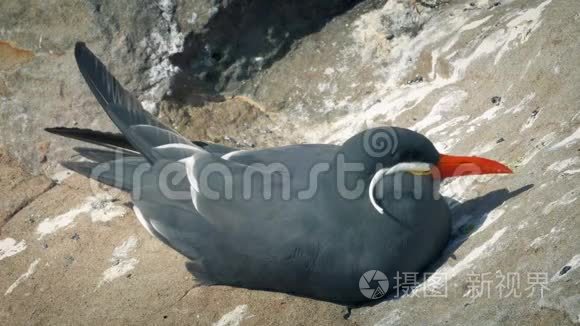 海鸥栖息在海边的悬崖上