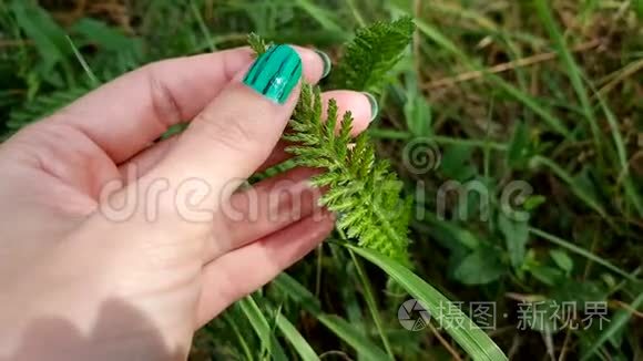 花园里长有白色小花的雅罗植物视频