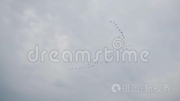 天空中成群的鸟视频