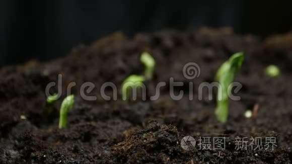 生长的植物及时发芽豌豆发芽。 农场种植粮食