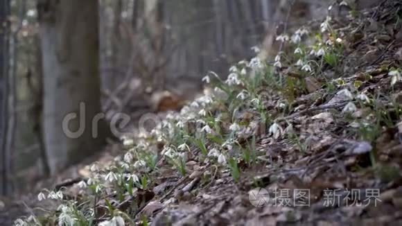 森林里的雪花视频