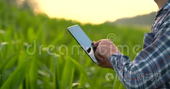 特写手工工程师农学家带着一台平板电脑在日落时在一个现代化的农场里检查植物。