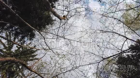森林时代天空中的云视频
