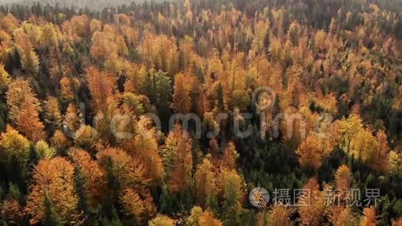 秋林落雪山飞机视频