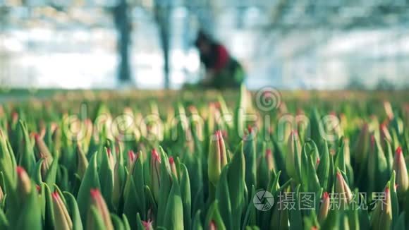 盛开的郁金香和一个女人在绿色植物中采花