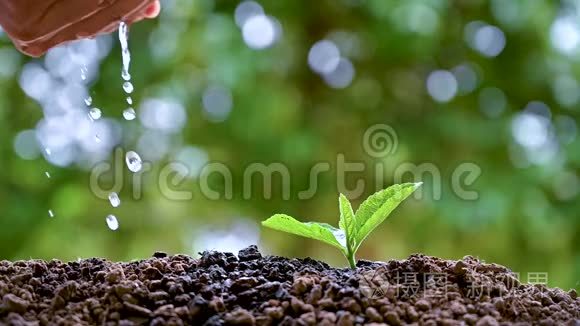 女人手在浇灌年轻的植物，生长的概念..