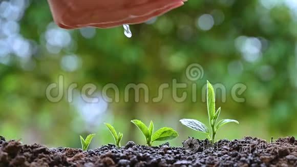 女人`手在浇灌年轻的植物，生长的概念..