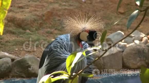 黑色皇冠起重机在脖子上采摘视频