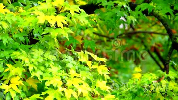红黄绿湿的枫叶在雨中迎风爬行视频