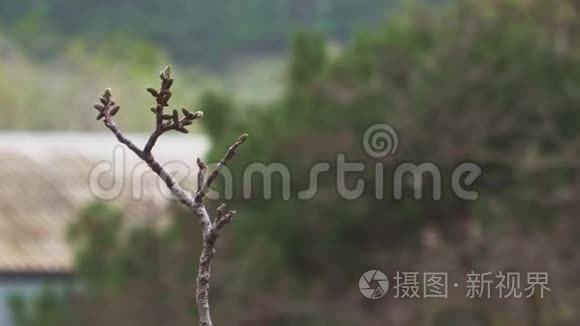 年轻的坚果树芽开始在雨中张开视频