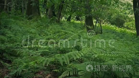 微风拂过山坡的蕨类植物视频