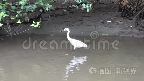 亚洲白鹭在河上寻找食物视频