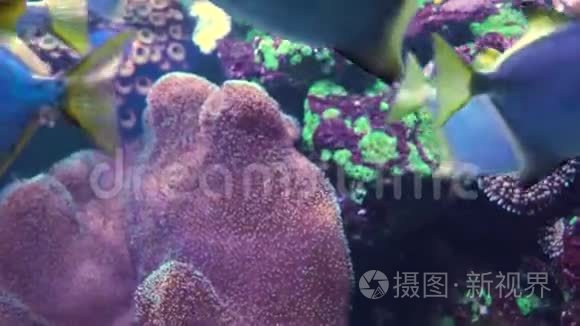 五颜六色的热带珊瑚礁。 水下鱼类和珊瑚