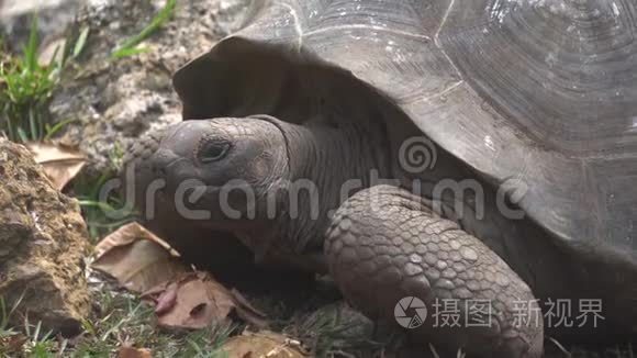 生活在岛上的老海龟视频