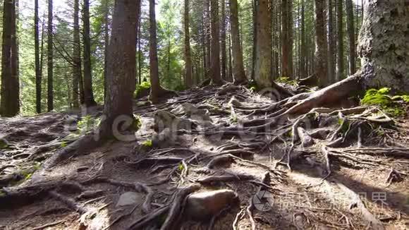树根在神奇的松树林里视频
