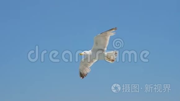 海鸥在蓝天上滑翔。 旅行趋势。 两只海鸥在蓝天上翱翔。 在天空中翱翔海鸥。 海鸥的叫声