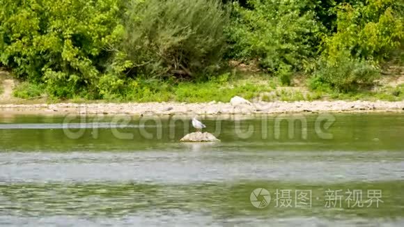 卢瓦尔河里的海鸥。