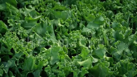 通心粉蔬菜大样图短视频