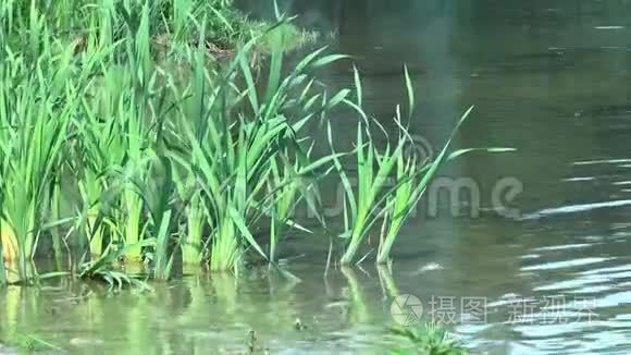 芦苇从水中生长视频