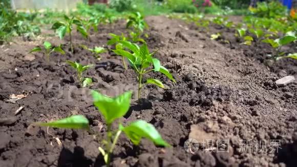 在农场种植有机蔬菜。 一排排的甜椒在阳光下生长
