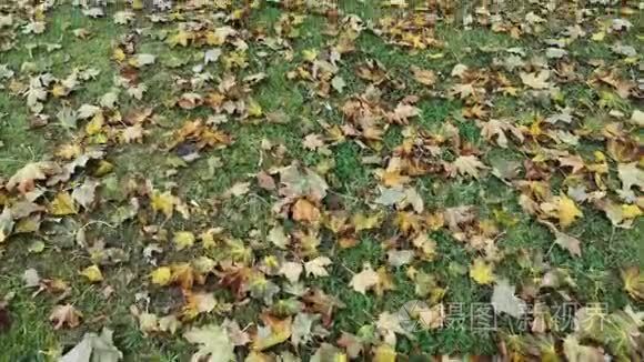 秋天的阴天在森林的绿草上落叶视频