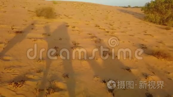 非洲沙丘骆驼影子4K视频