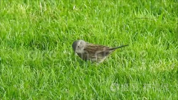 在公园里寻找食物的英国小鸟视频
