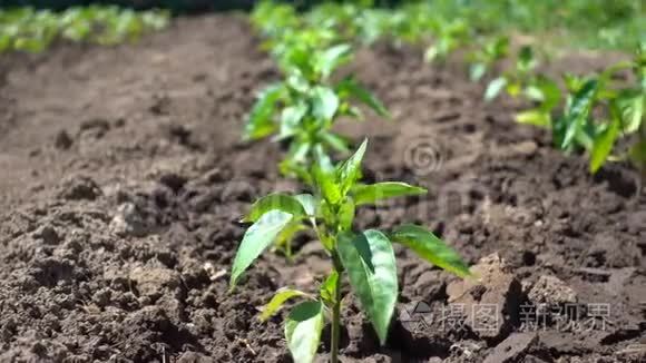 农场上生长着一排排整齐的胡椒灌木。 在阳光下种植有机蔬菜