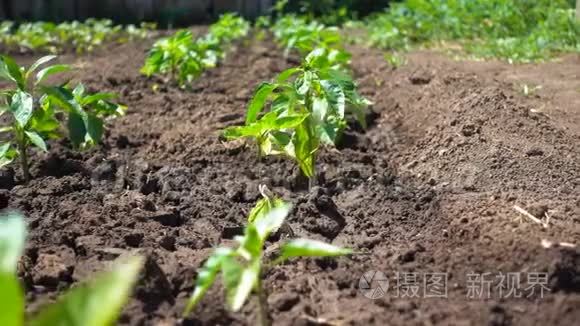 在农田里种植有机甜椒。 美丽的辣椒幼苗在阳光下生长