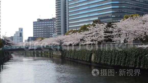 在桥上散步的人，沿着河边的樱花树，