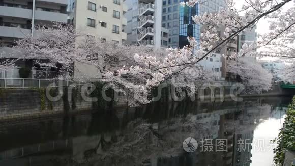 河边樱花树的城市景色视频