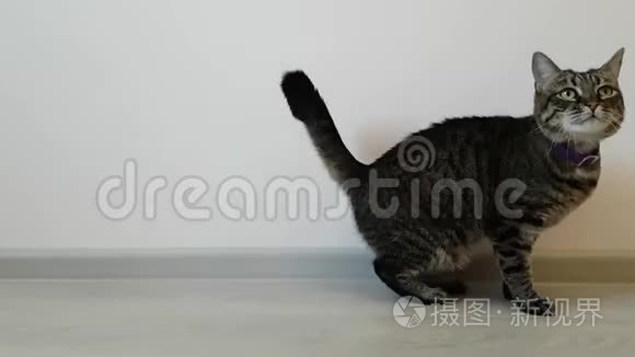 年轻瘦骨嶙峋的房子猫，紫色的项圈在轻墙上划伤。 在宠物里飞行。 过敏症。 一种不健康的动物。