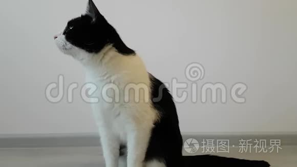 年轻瘦小的黑白房子猫嗅到一些美味的东西。 饥饿的乞丐猫