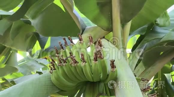 在绿色上缓慢地观赏香蕉的叶子和果实短视频
