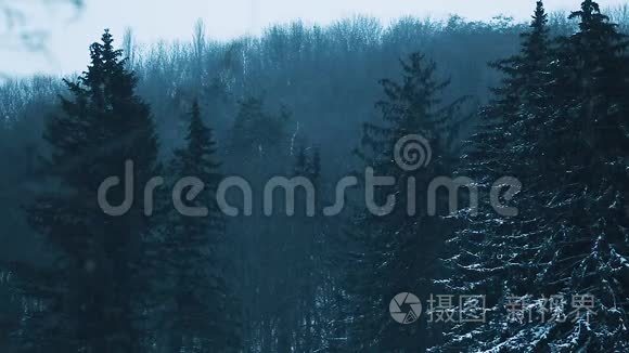 黑黑的傍晚森林的景色，上面覆盖着厚厚的雪。