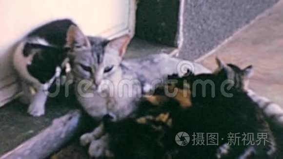 小猫和猫妈妈的档案视频