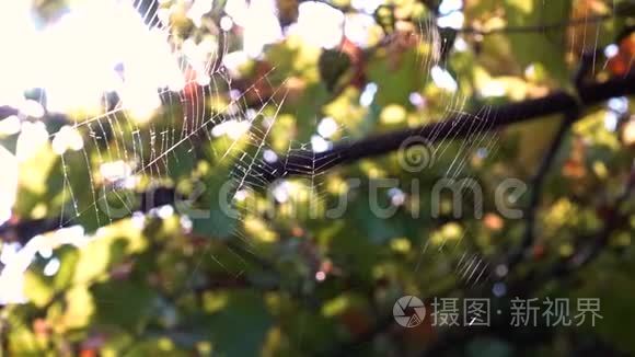 蜘蛛网在风中编织视频