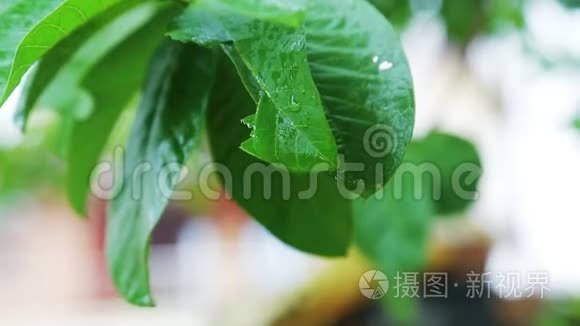 雨水中植物叶片的近距离拍摄视频