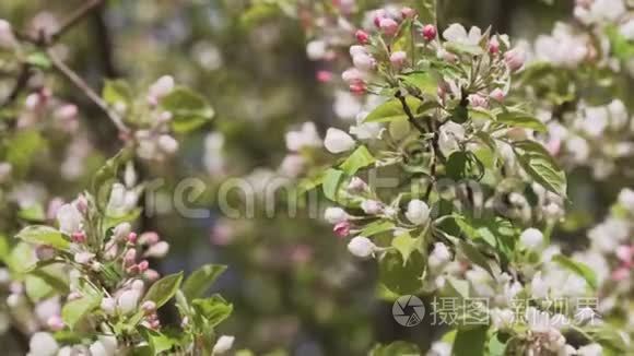 苹果树在春天的时候分枝视频