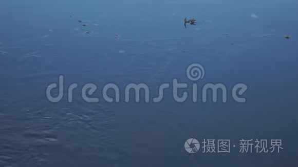 一群鸭子在平静的湖面上视频