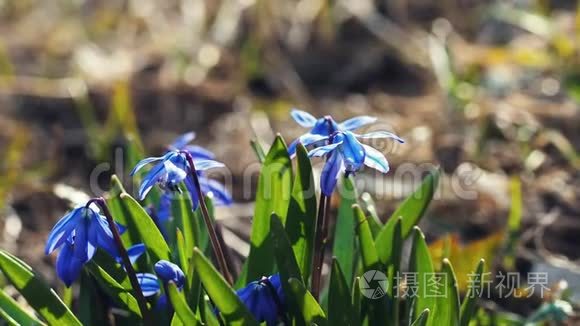 第一次春天的花在森林里盛开视频